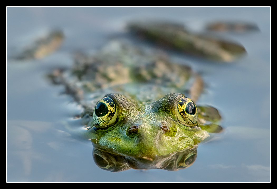 Frog II