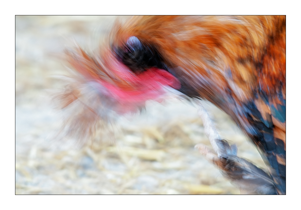 Rooster on speed