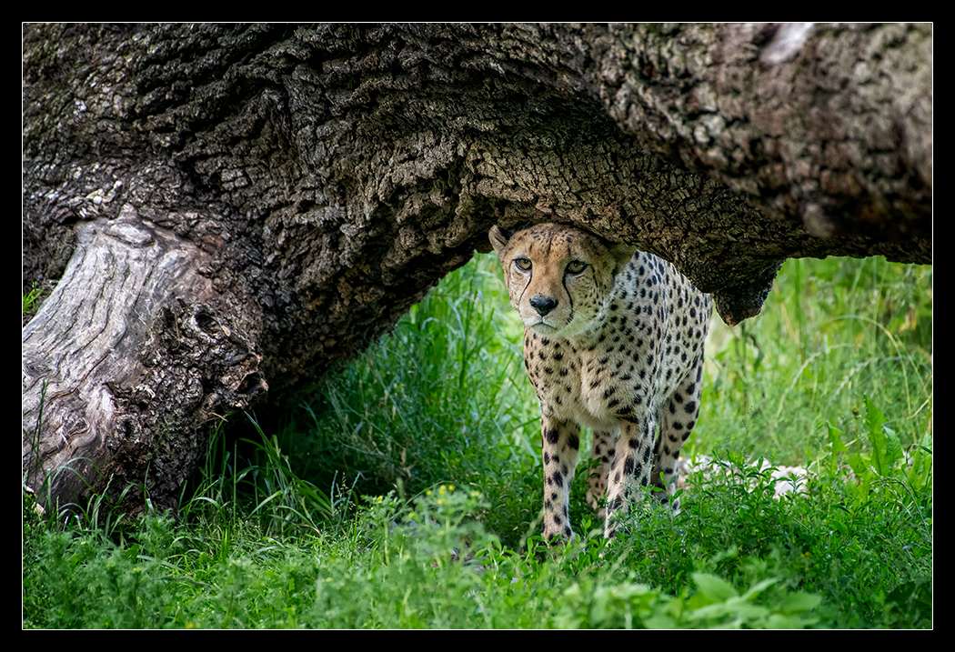 Cheetah 06/1