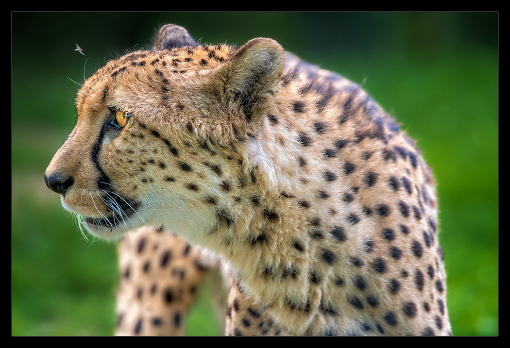 Gepard 0720/II
