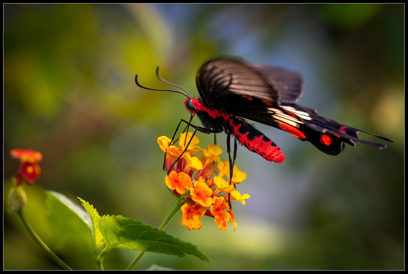 Butterfly 2 IV