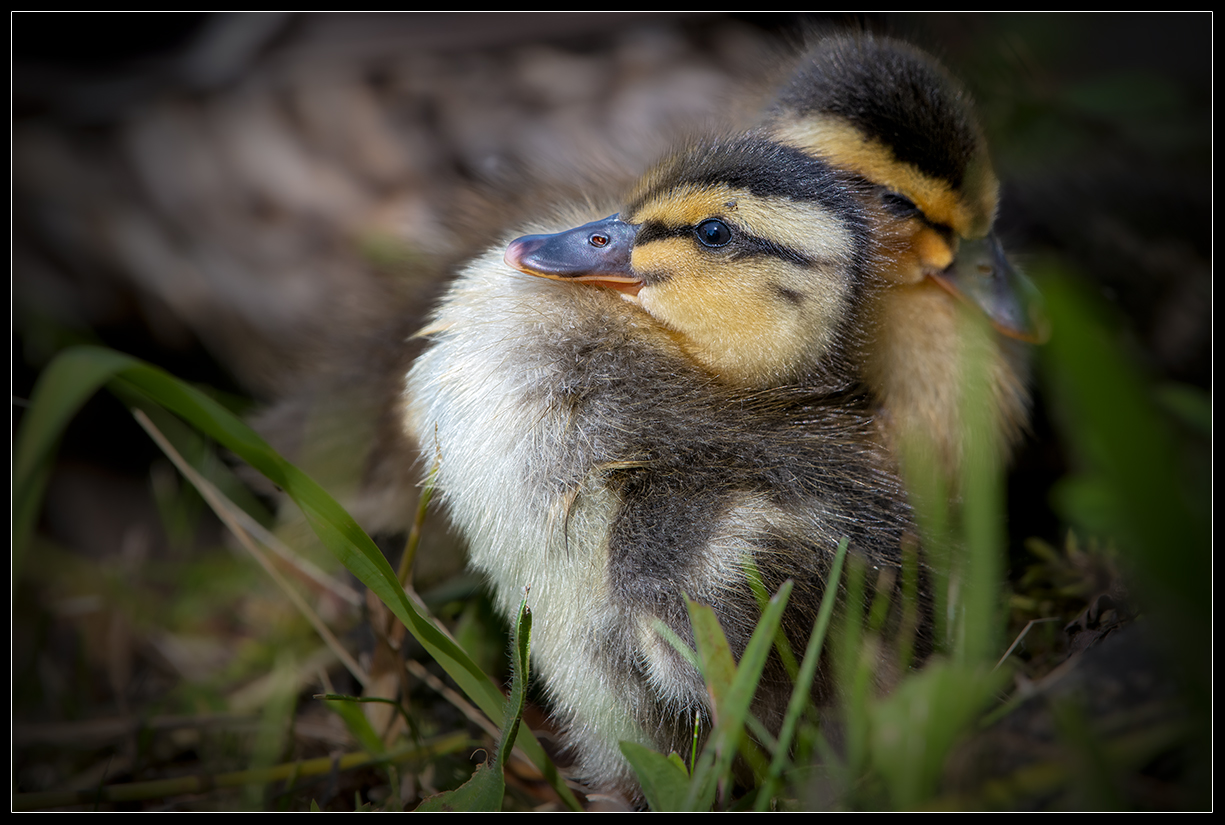 Baby Duck 06/22 2