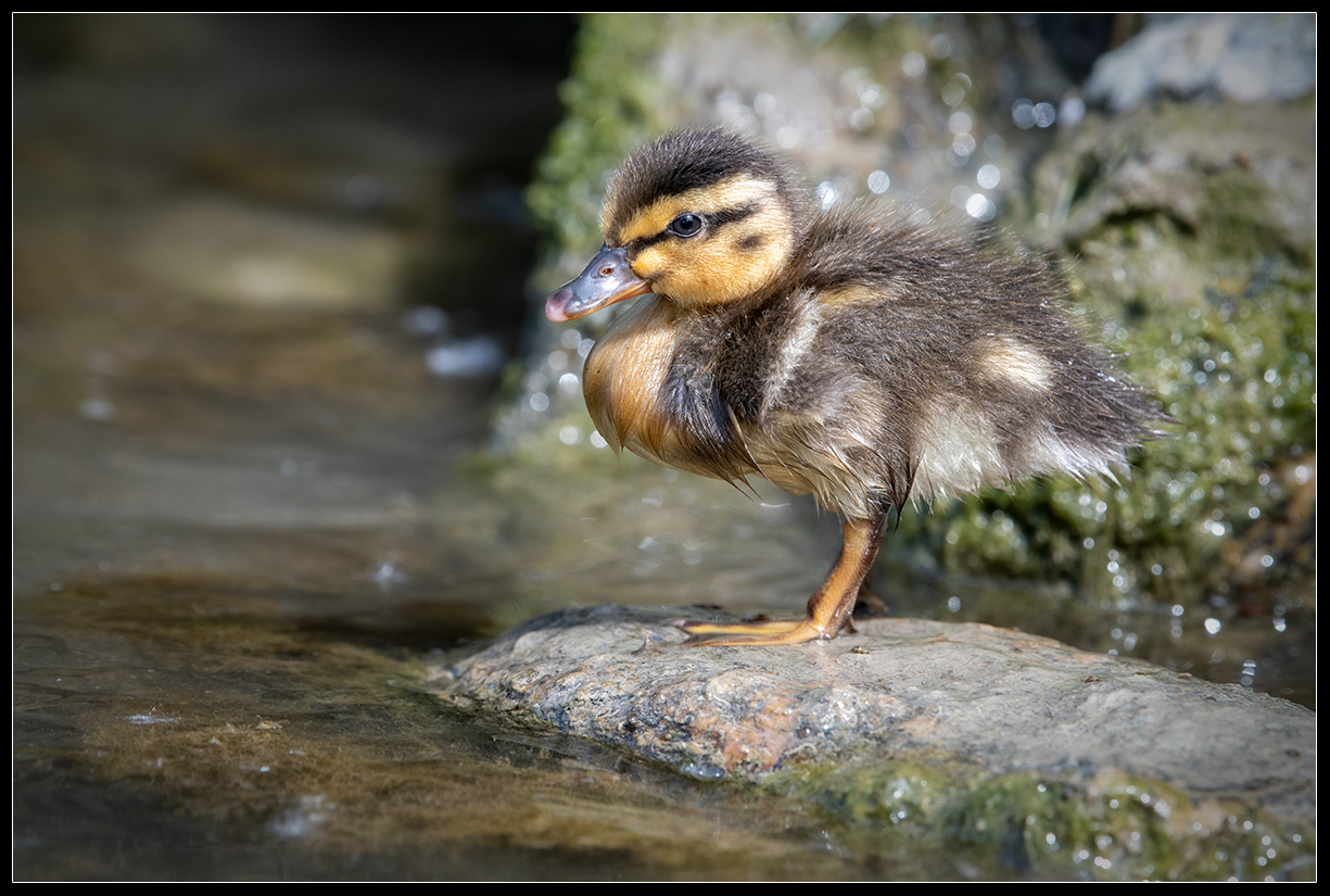 Baby Duck 06/22 4