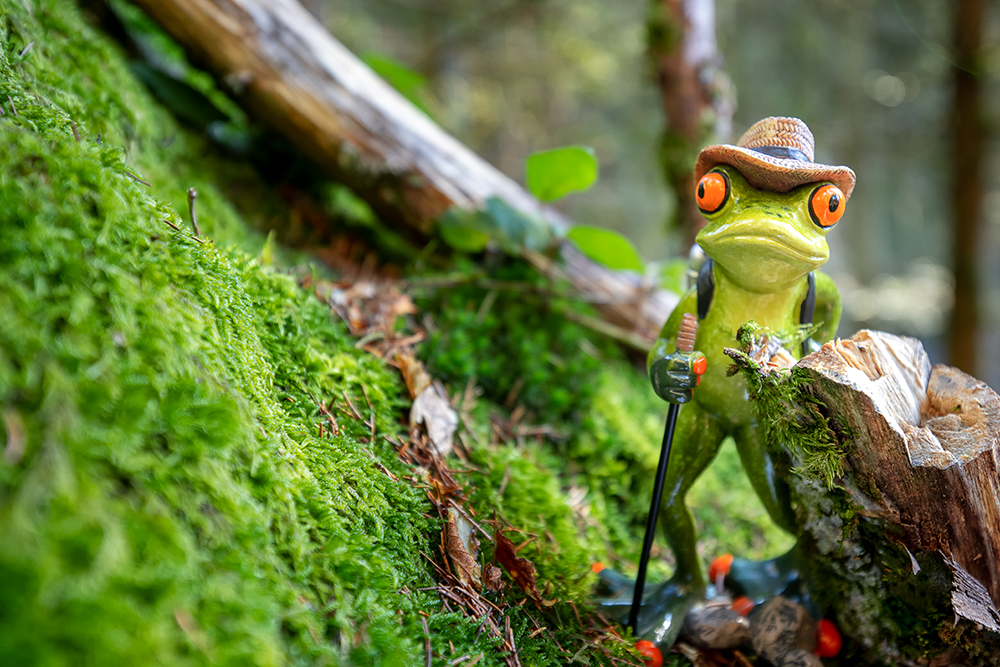 Frogs forest III
