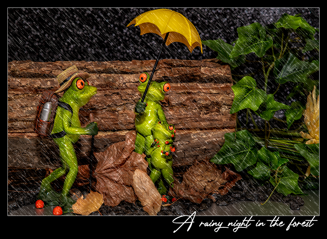 A rainy night in the forest...