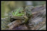 Frog III