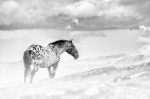 Pferde im Nebel II