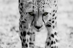 Gepard X