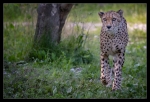 Cheetah 06/2