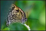 Butterfly 2 I