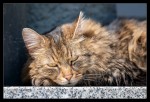 Relaxed Cat I