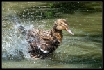 Duck II