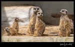 family meerkat