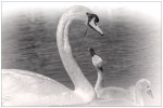 Swan chick 06/22 2
