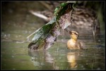 Baby Duck 06/22 6
