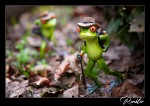 Frogs forest V