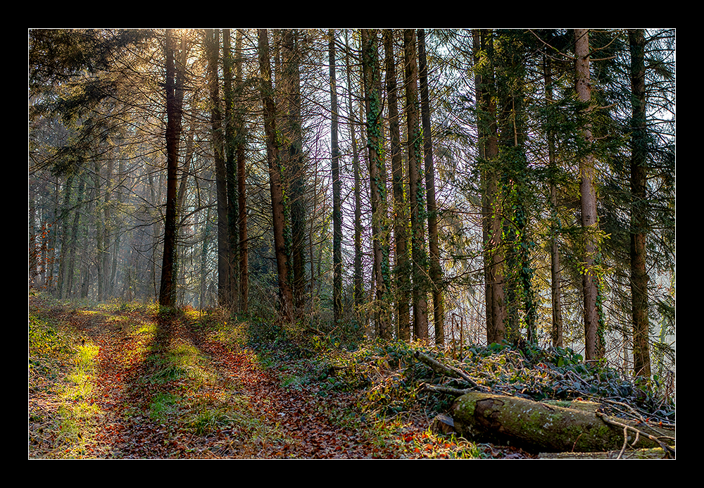 Wald Licht Schatten