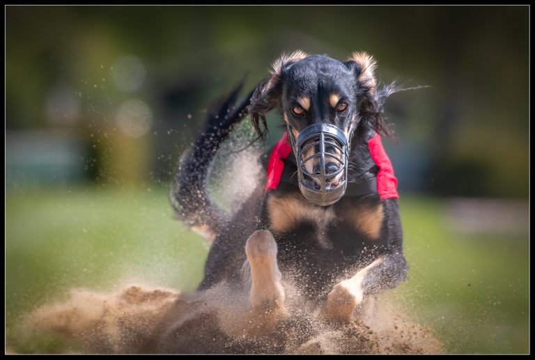 Mehr über den Artikel erfahren Hunderennen