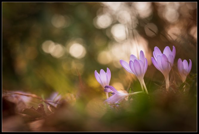 Krokus