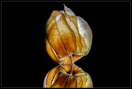 Physalis I