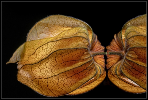 Physalis II