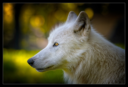 Hudson Bay Wolf