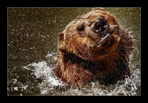 Bär 0520 III