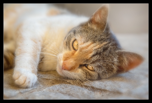 Cat 08201