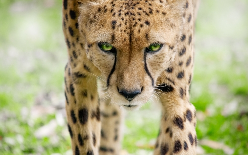 Cheetah I