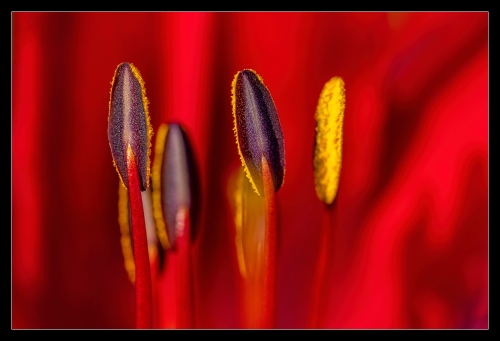 Lily red
