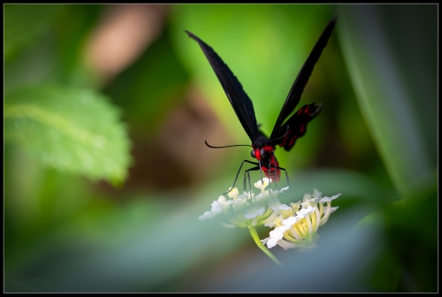 Bfly 8