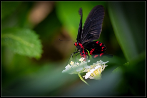 Bfly 9