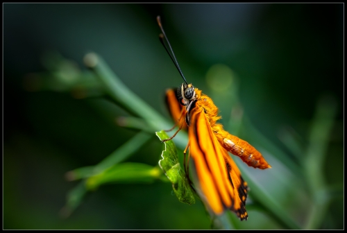 Bfly 10