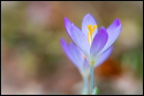 Krokus 02/24 I