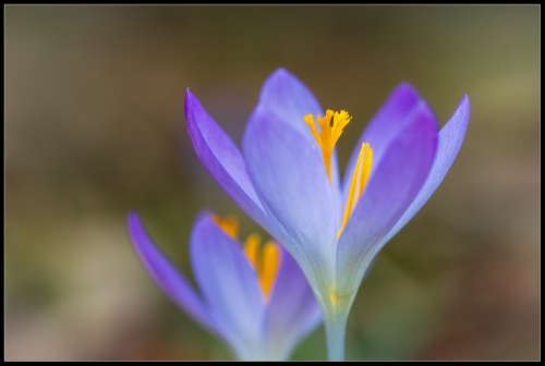 Krokus 02/24 II