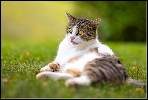 Best cat I