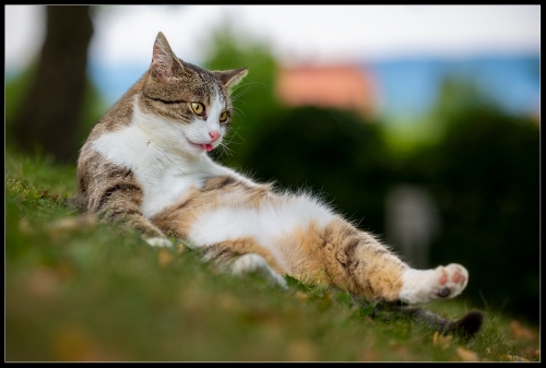 Best cat II