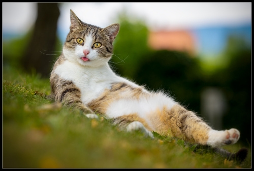 Best cat III