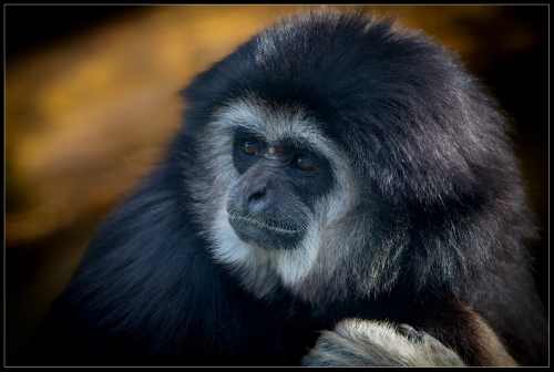 Gibbon 0324 I 