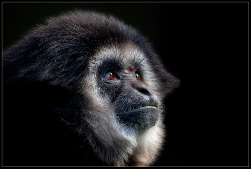 Gibbon 0324 I I