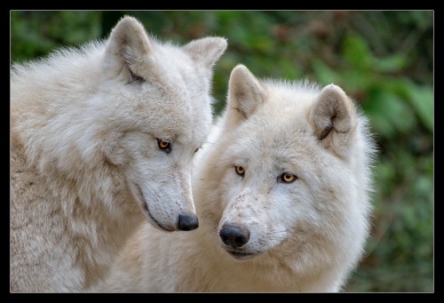 Polarwolf I
