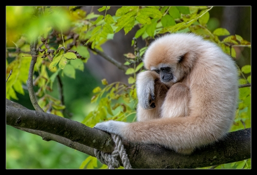 Weißhandgibbon HB II