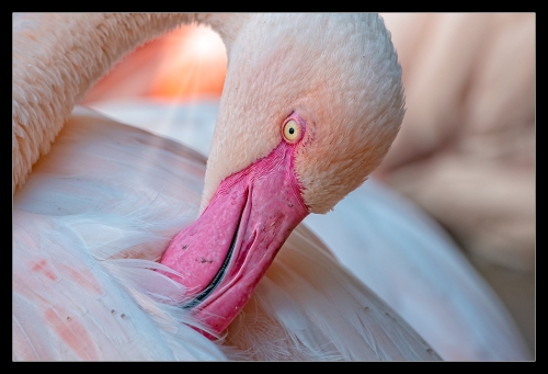 Flamingo HB