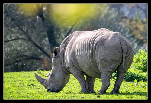 Nashorn HB