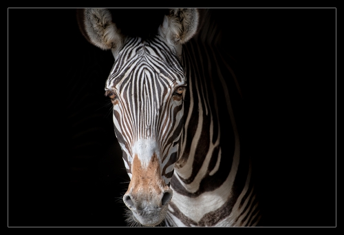 Zebra HB 
