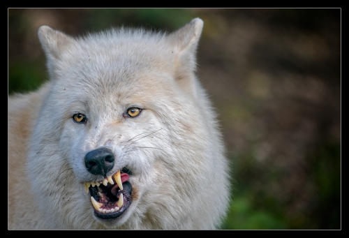 Polarwolf III