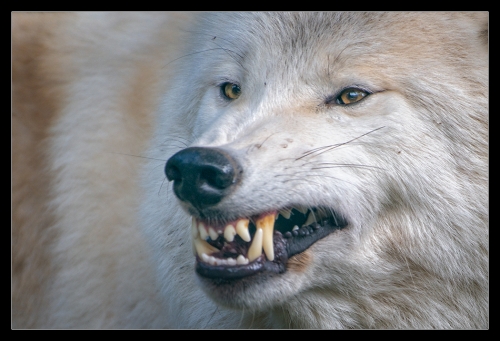 Polarwolf V