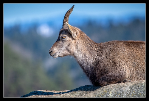 Steinbock II
