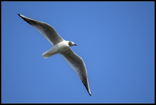 Möwe III