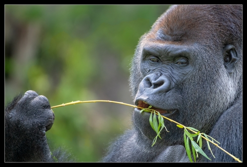 Gorilla 12
